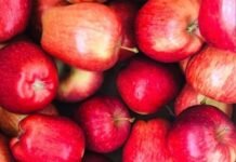 Cut in Apple Import Duty Sparks Concern Among Himachal Orchardists