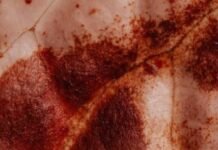 Punjab Creates Medical History with First Liver Transplant at Government Institute PILBS