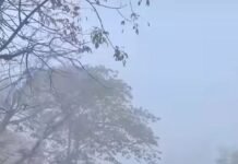 बारिश और ओलावृष्टि के बाद हरियाणा और पंजाब में लौटी कड़ाके की ठंड, शीतलहर और घने कोहरे का अलर्ट