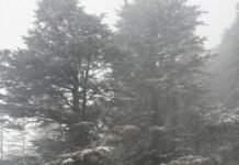 पश्चिमी विक्षोभ का असर: हिमाचल और कश्मीर में बर्फबारी, उत्तर भारत के मैदानी इलाकों में बारिश और तेज हवाएं