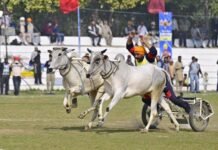 Kila Raipur Rural Olympics 2026 Revives Punjab’s Iconic Bullock Cart Races After 12 Years, Rekindling Cultural Pride and Political Momentum