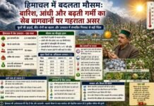 हिमाचल में बदलता मौसम: बारिश, आंधी और बढ़ती गर्मी का सेब बागवानों पर गहराता असर