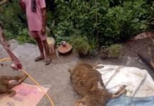 मंडी में तेंदुए का आतंक: गोशाला का दरवाजा तोड़ तीन भेड़ों को बनाया शिकार, विधवा महिला की आजीविका पर गहरा संकट